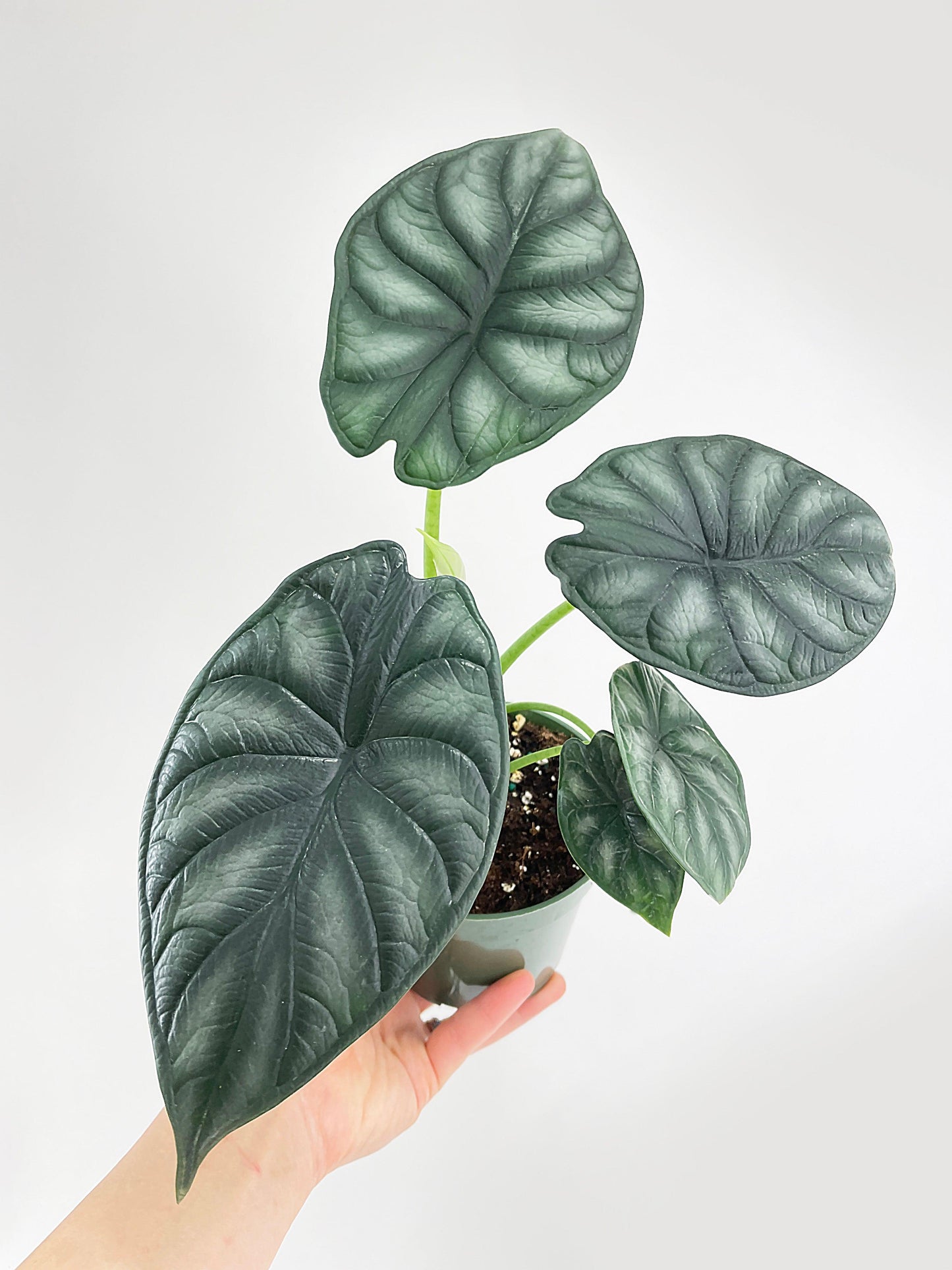 Alocasia Baginda 'Dragon Scale'