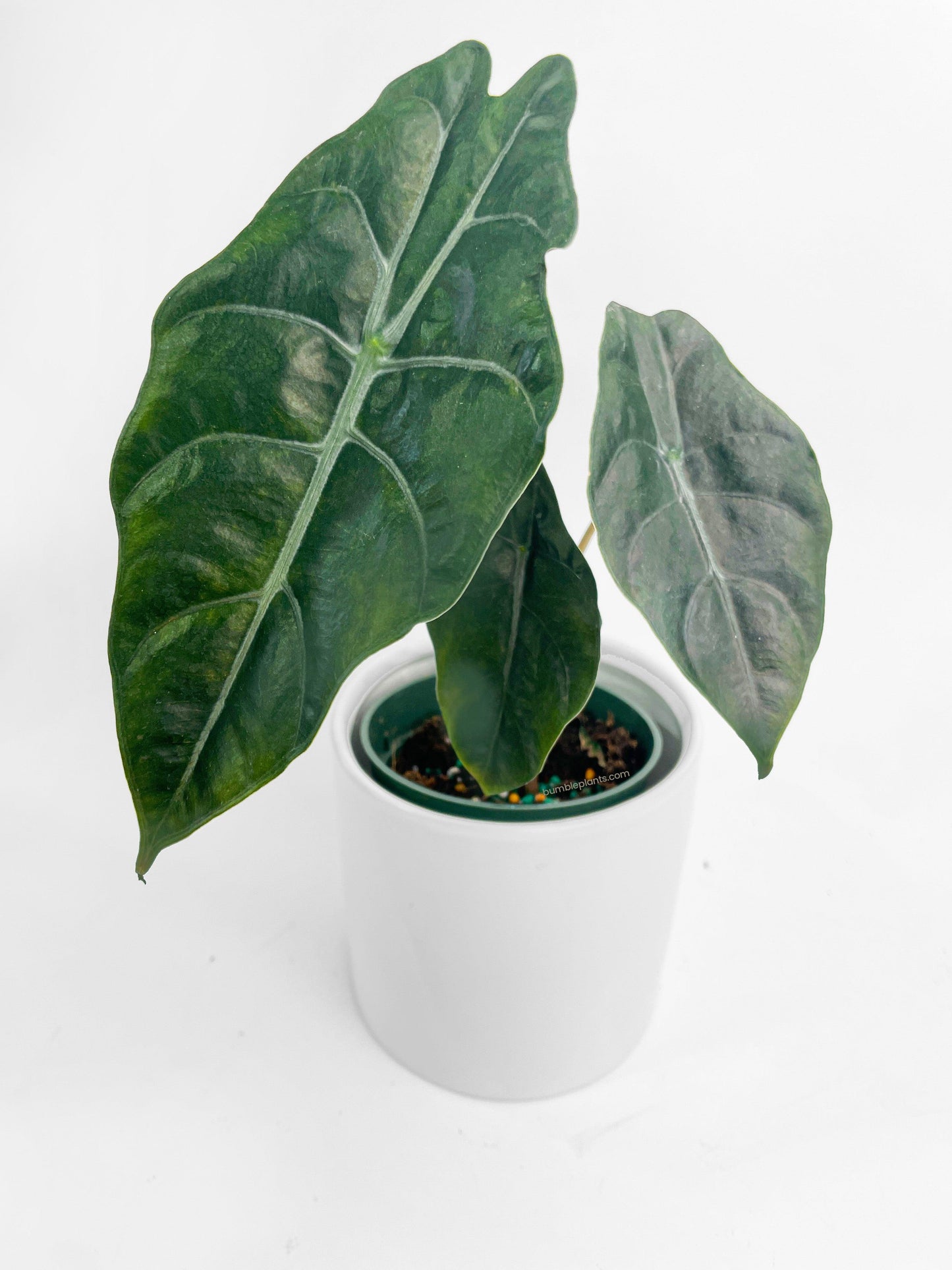 Alocasia X Chantrieri Hybrid
