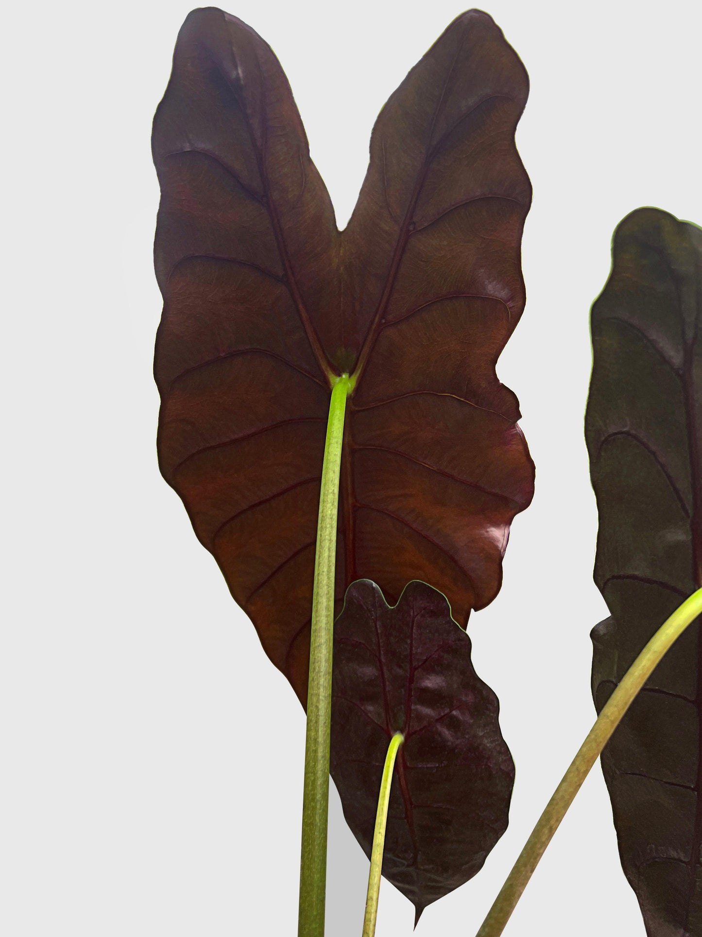 Alocasia X Chantrieri Hybrid