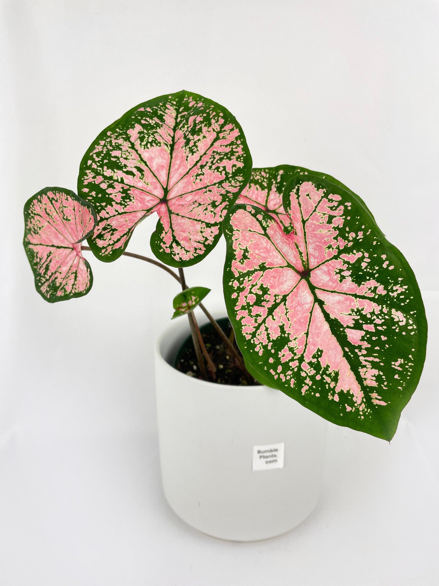 Caladium Pink Splash