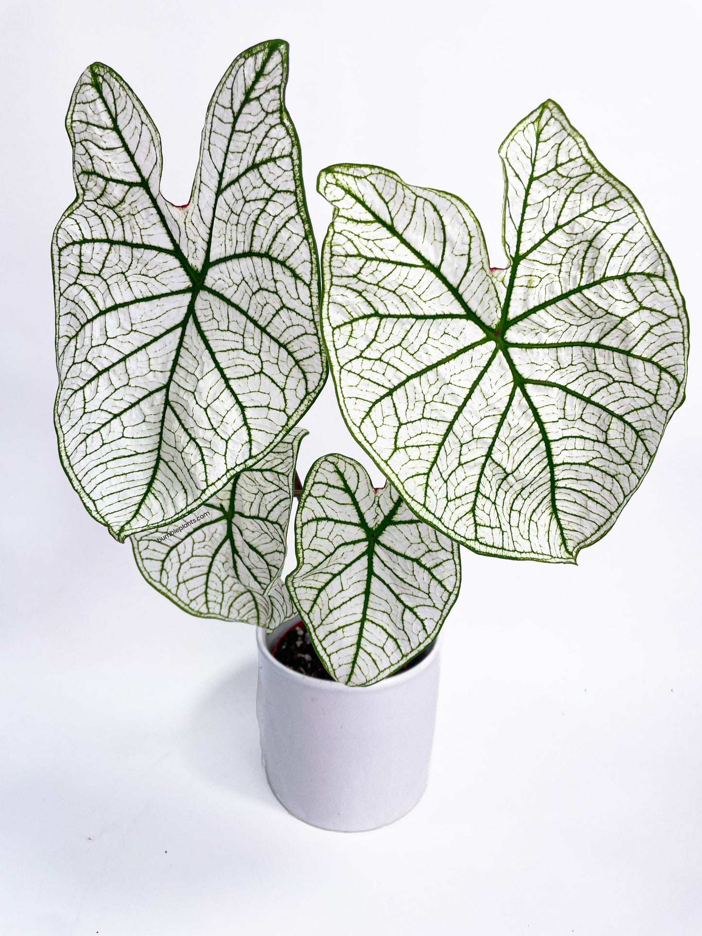 Caladium 'White Christmas' Butterfly Wings