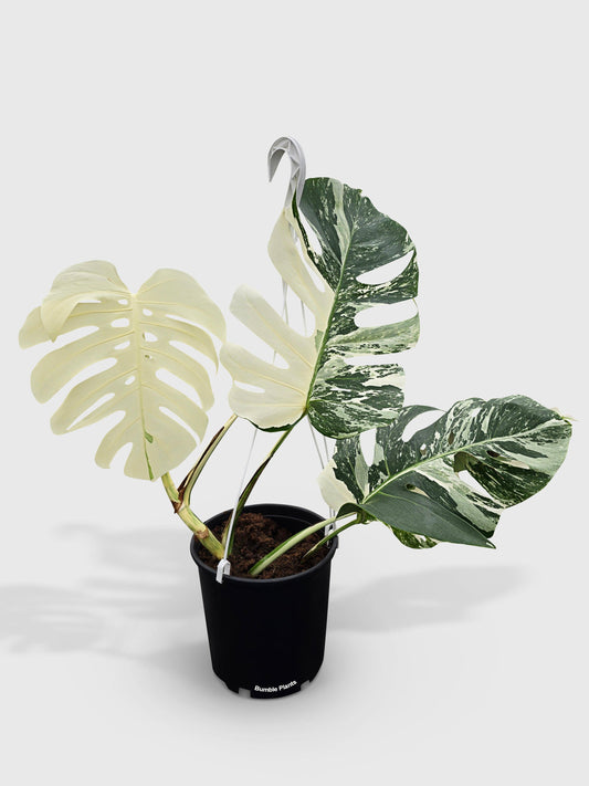 Monstera Borsigiana Variegata Albo (Mature Mother Plant)