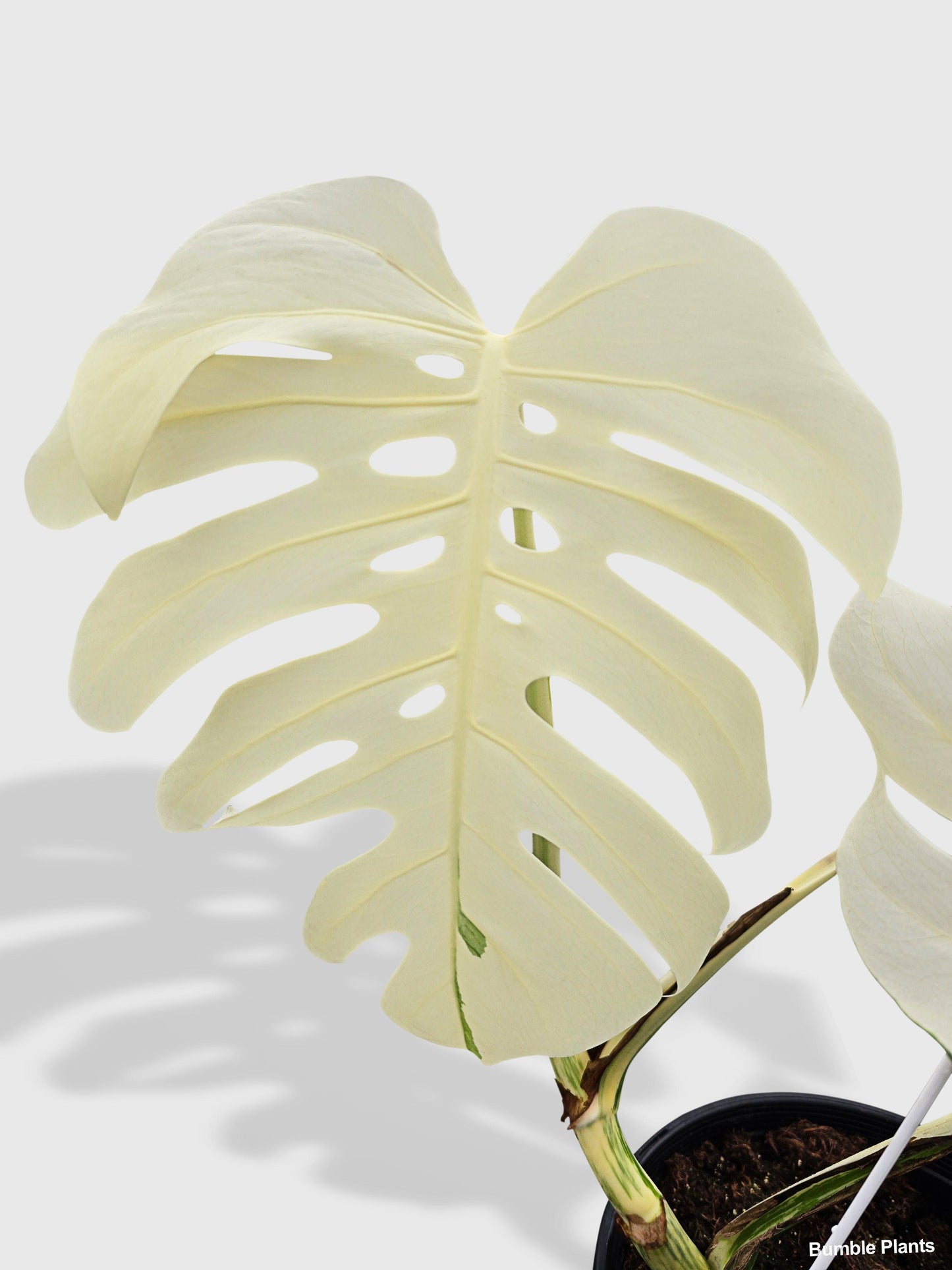 Monstera Borsigiana Variegata Albo (Mature Mother Plant)