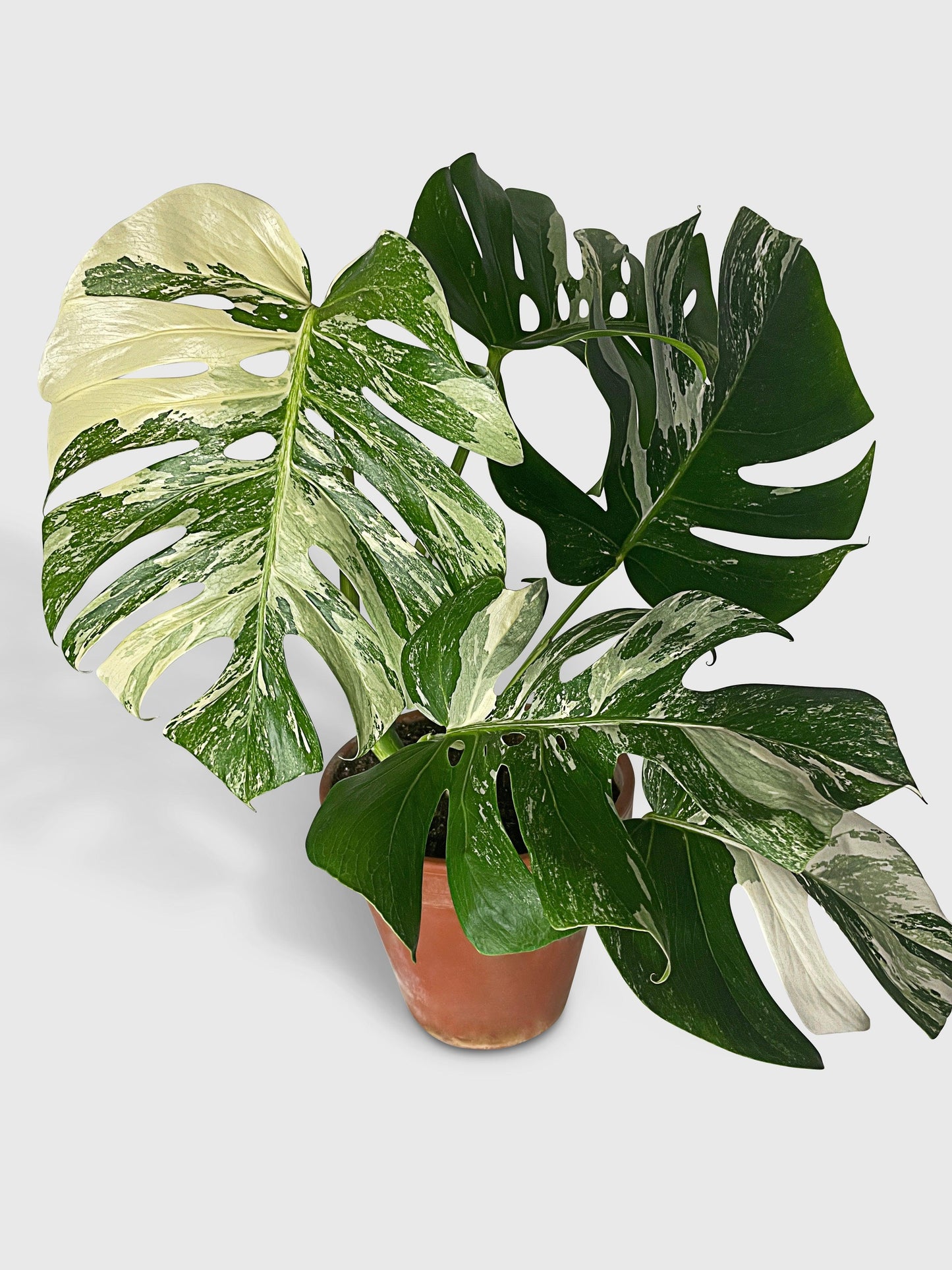 Monstera Borsigiana Variegata Albo (Mature Mother Plant)